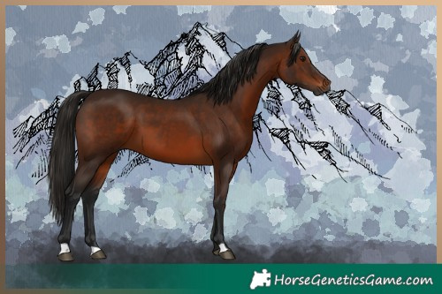 Horse Color:Gray Bay 