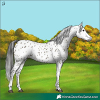 Horse Color:Gray Grullo Appaloosa 