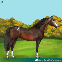 Horse Color:Gray Bay Appaloosa 