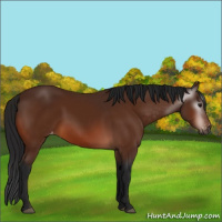 Horse Color:Gray Bay Appaloosa 