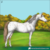 Horse Color:Gray Chestnut Appaloosa