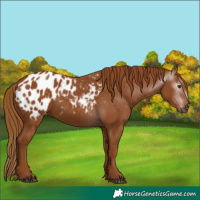 Horse Color:Gray Chestnut Appaloosa 