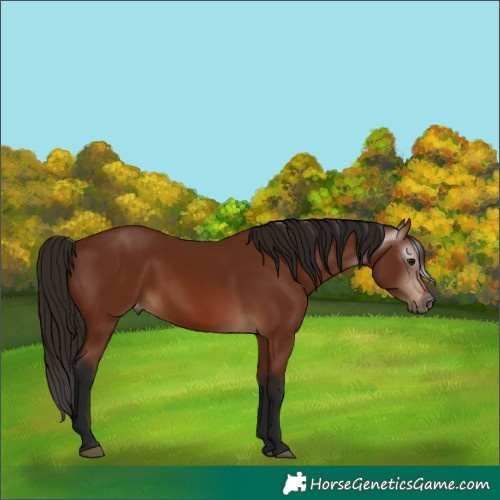 Horse Color:Gray Bay Appaloosa 