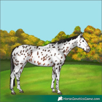 Horse Color:Gray Bay Appaloosa 