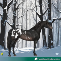 Horse Color:Gray Platinum Bay Appaloosa