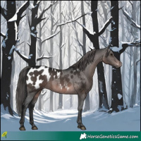 Horse Color:Gray Platinum Bay Appaloosa