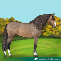 Horse Color:Gray Bay Dun Appaloosa 