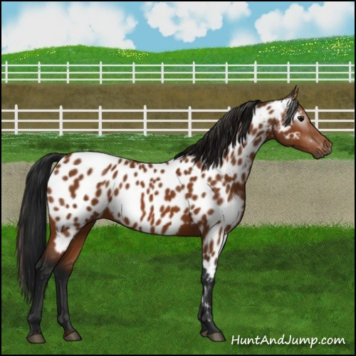 Horse Color:Gray Bay Appaloosa 