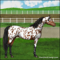 Horse Color:Gray Bay Near Leopard 