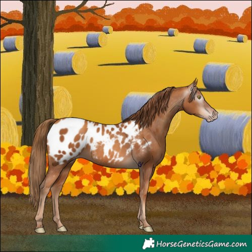 Horse Color:Gray Gold Champagne Appaloosa 