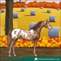 Horse Color:Gray Gold Champagne Near Leopard 