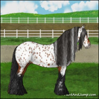 Horse Color:Gray Bay Near Leopard 