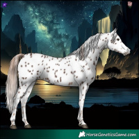 Horse Color:Gray Chestnut Appaloosa