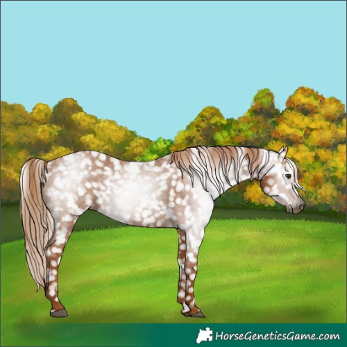 Horse Color:Gray Chestnut Snowflake Varnish