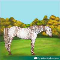 Horse Color:Gray Chestnut Snowflake Varnish