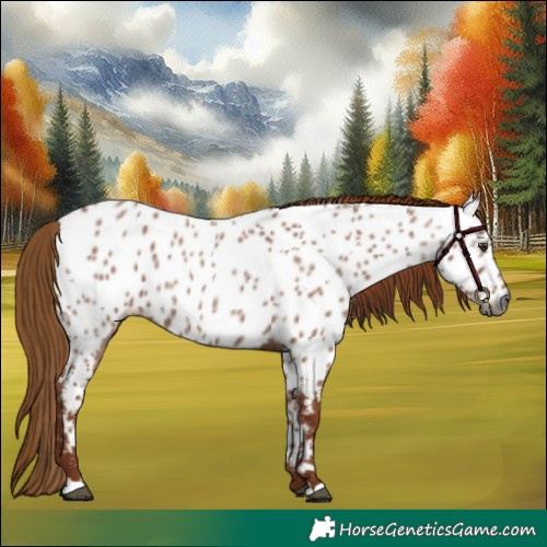 Horse Color:Gray Red Roan Appaloosa 