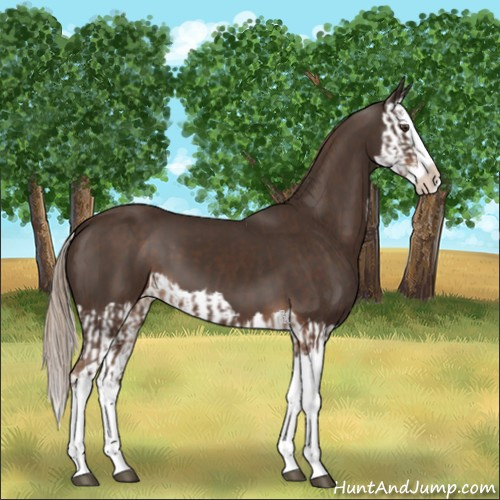 Horse Color:Liver Chestnut Splash  and Liver Chestnut Splash 