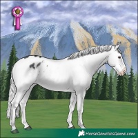 Horse Color:Silver Black Chinchilla Snowflake Varnish 