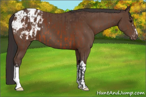 Horse Color:Bay Appaloosa and Bay Appaloosa