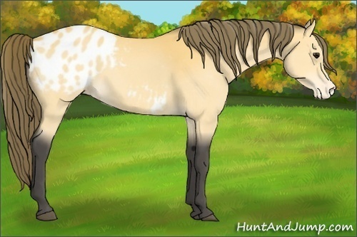 Horse Color:Buckskin Blanket 