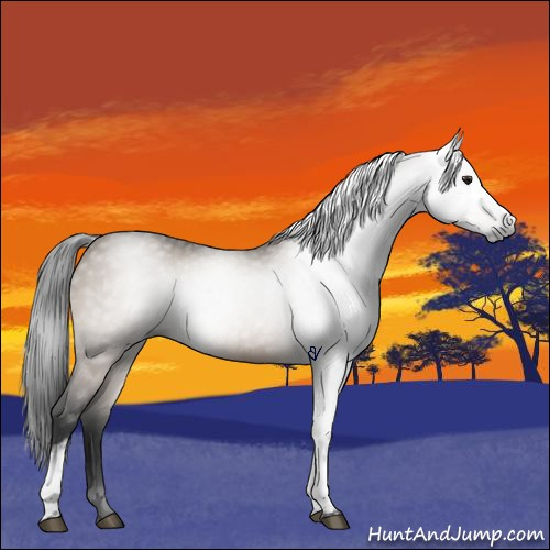 Horse Color:Gray White Spotted Brown Dun 
