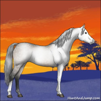 Horse Color:Gray White Spotted Brown Dun 