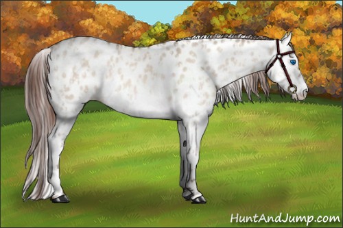 Horse Color:Sable Champagne Dun Sabino Splash Appaloosa  and Sable Champagne Dun Splash Appaloosa 