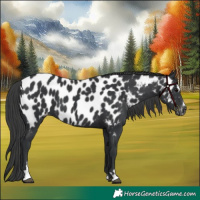 Horse Color:Black Sabino Near Leopard 