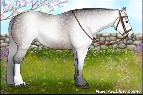 Horse Color:Gray Bay 