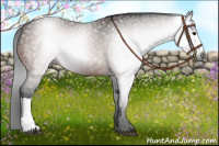 Horse Color:Gray Bay 