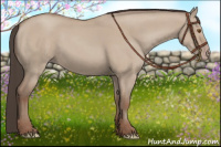 Horse Color:Classic Champagne Dun 