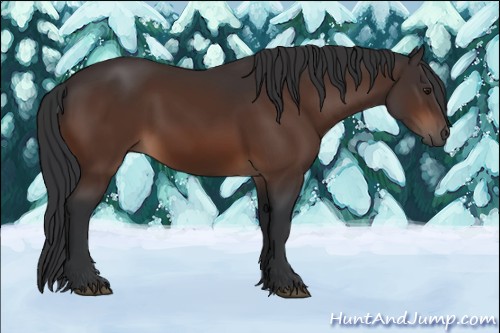 Horse Color:Brown 