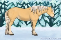 Horse Color:Palomino