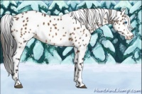 Horse Color:Bay Sabino Splash Appaloosa  and Buckskin Sabino Splash Appaloosa 