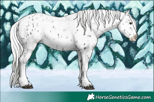 Horse Color:Liver Chestnut Mushroom Sabino Splash Near Leopard and Liver Chestnut Chinchilla Sabino Splash Near Leopard