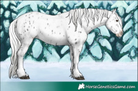 Horse Color:Liver Chestnut Mushroom Sabino Splash Appaloosa  and Liver Chestnut Chinchilla Sabino Splash Appaloosa 