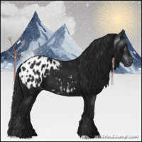 Horse Color:Gray Black Appaloosa 