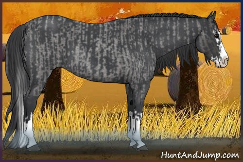 Horse Color:Blue Roan Sabino Splash and Blue Roan Sabino Splash
