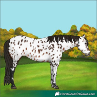 Horse Color:Gray Bay Near Leopard 
