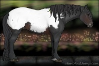 Horse Color:Brown Appaloosa 