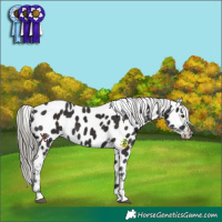 Horse Color:Liver Chestnut Mushroom Appaloosa 