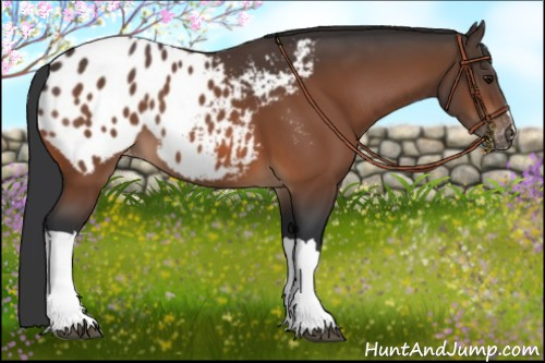 Horse Color:Bay Appaloosa 