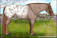 Horse Color:Red Roan Appaloosa 