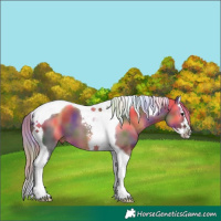Horse Color:Nacre Black Sabino Splash Tobiano 