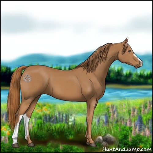 Horse Color:Chestnut 