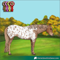 Horse Color:Gray Chestnut Near Leopard 