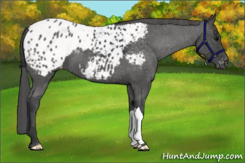 Horse Color:Black Appaloosa 