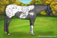 Horse Color:Black Appaloosa 