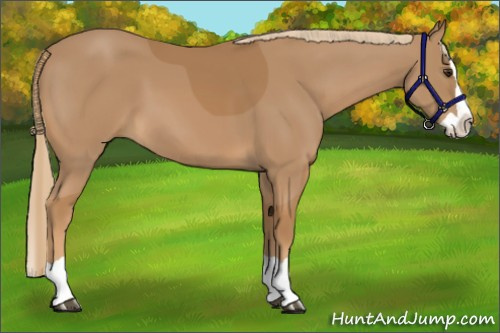 Horse Color:Chestnut Splash