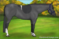 Horse Color:Black Tobiano 